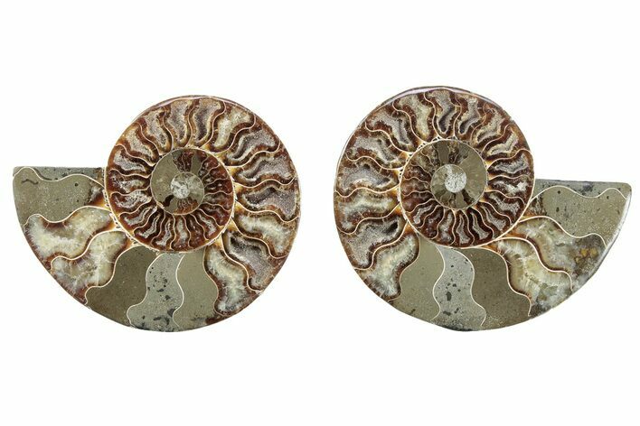 Cut & Polished, Crystal-Filled Ammonite Fossil - Madagascar #282639